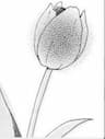 Makka Na Tulip Wo Kimi Ni - 