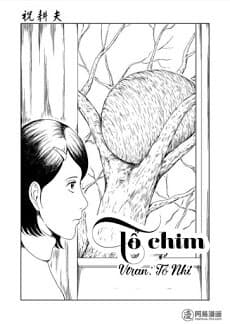 Tổ Chim - 